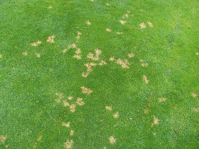 Dollar Spot turf disease in Middle Tennessee