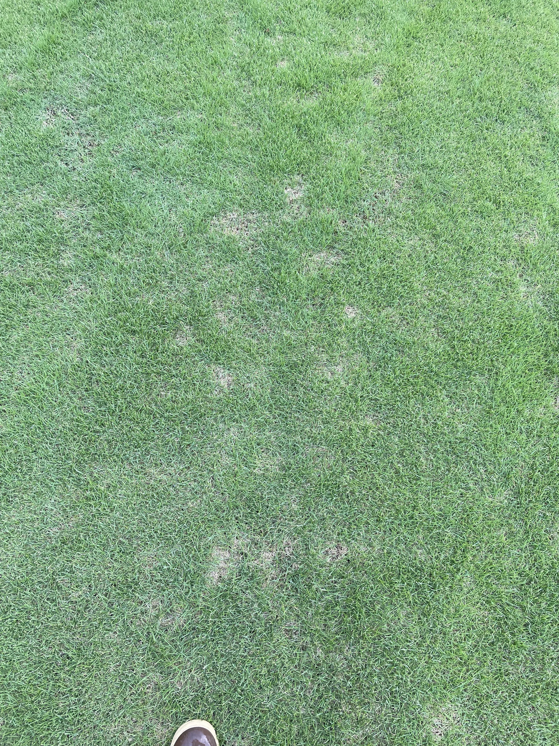 Dollar Spot — photo 3