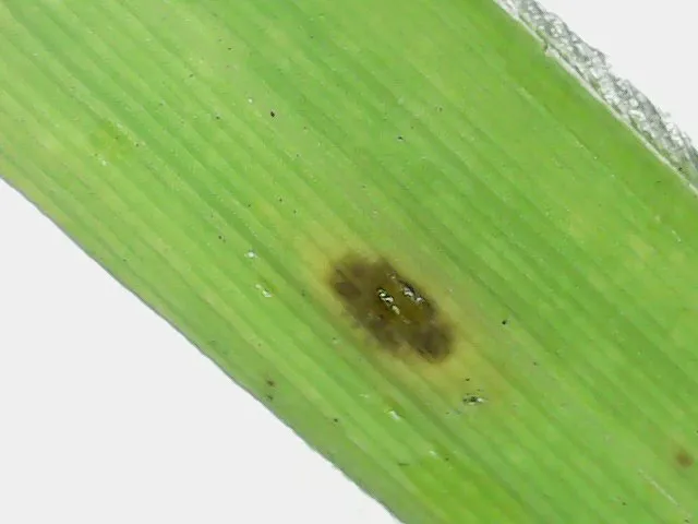 Gray Leaf Spot turf disease in Middle Tennessee