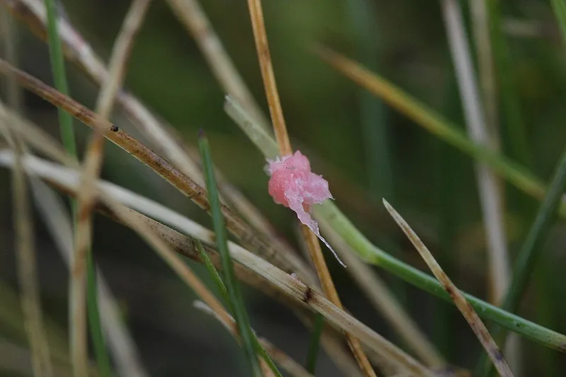 Red Thread turf disease in Middle Tennessee