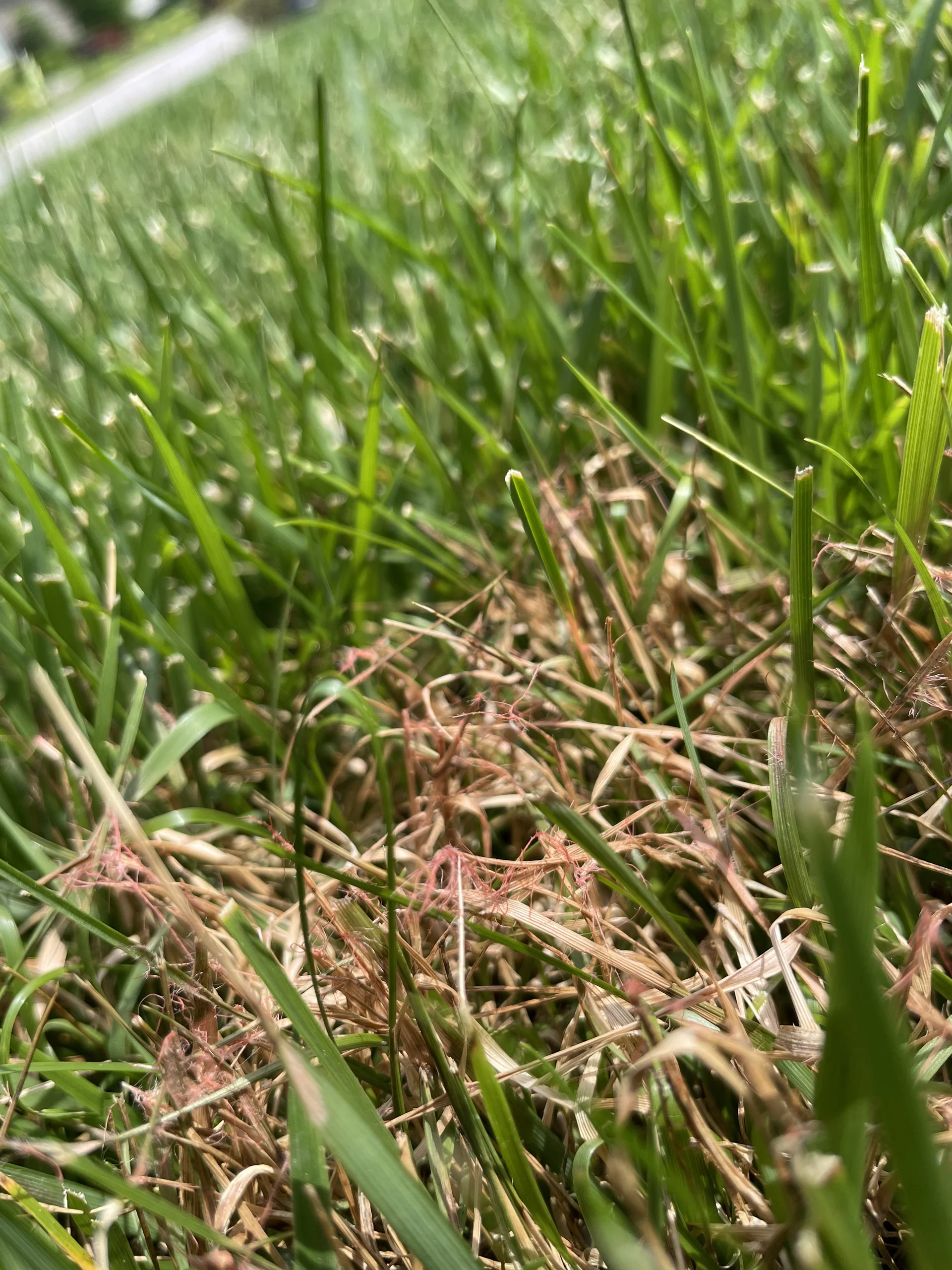 Red Thread — photo 4