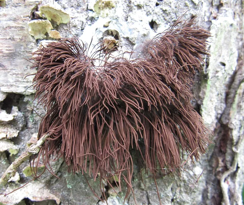 slime mold turf disease in Middle Tennessee