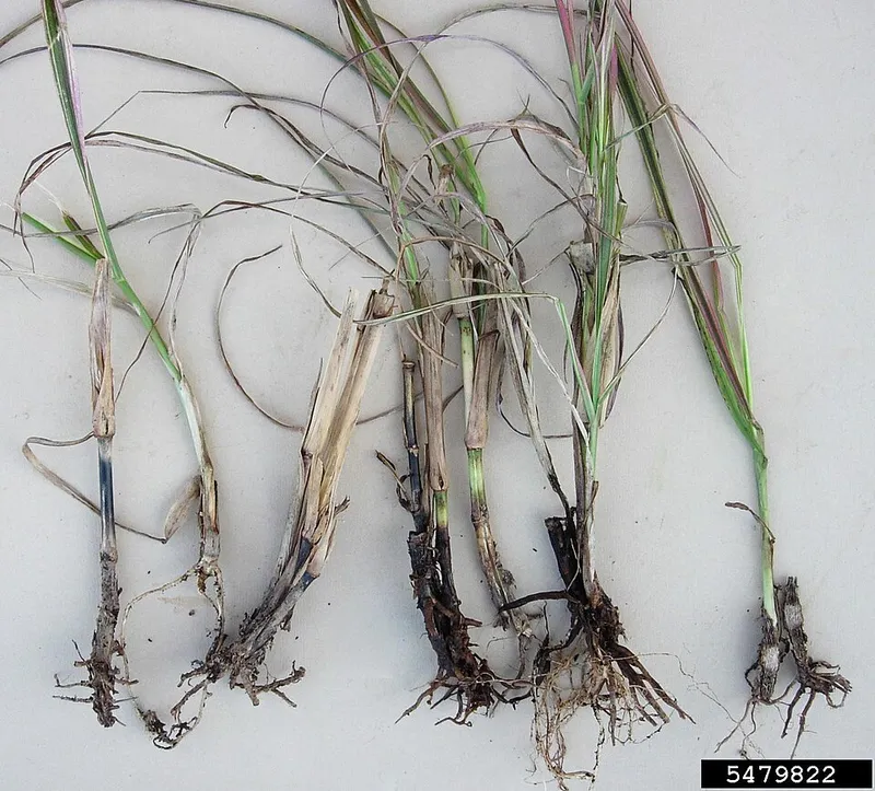 Take-All Root Rot turf disease in Middle Tennessee