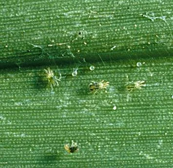 Banks Grass Mite — photo 2