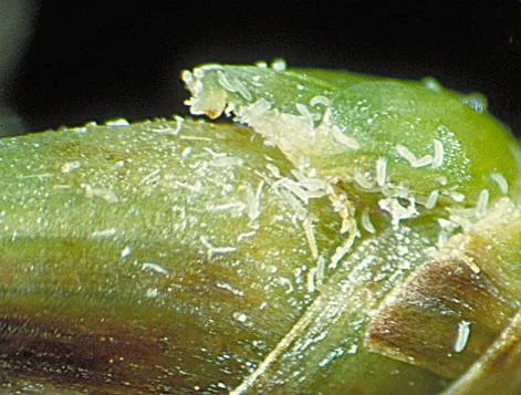 Bermudagrass Mite — photo 2