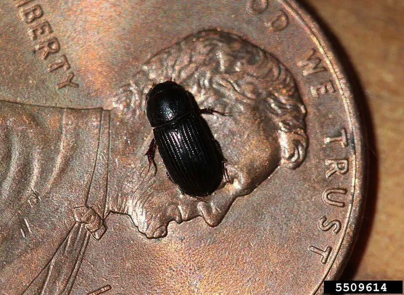 Black Turfgrass Ataenius (N/A) β pest in Middle Tennessee