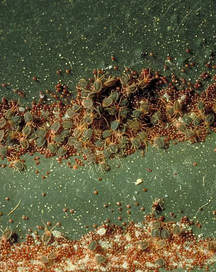 Clover Mite — photo 2