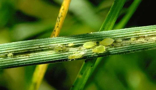 Greenbug Aphid — photo 2