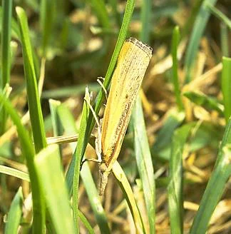 Major Turfgrass Insect Pests — photo 2