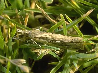 Major Turfgrass Insect Pests — photo 3