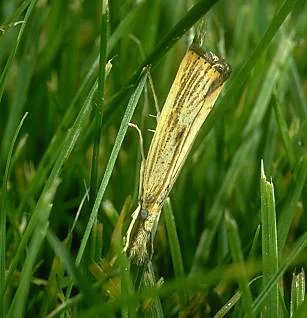 Major Turfgrass Insect Pests — photo 4