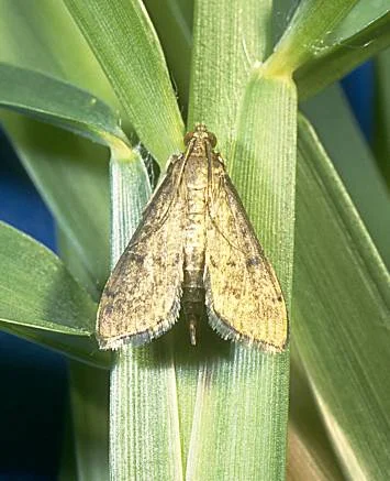 Major Turfgrass Insect Pests — photo 5