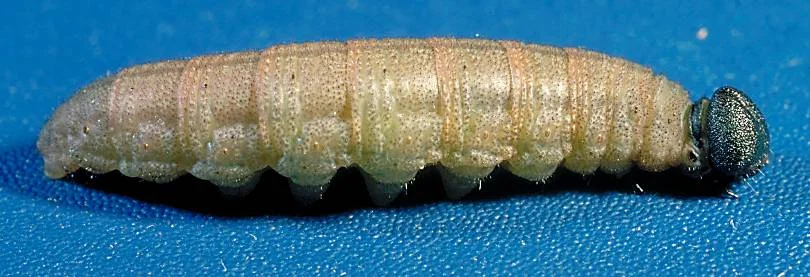 Fiery Skipper — photo 2