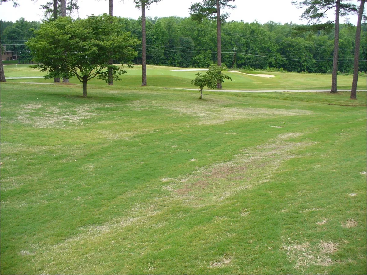 Mole Cricket — photo 2