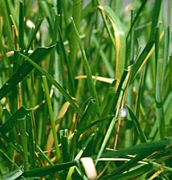 Other Turf Eriophyid Mites — photo 2