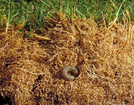 Sod Webworm — photo 6