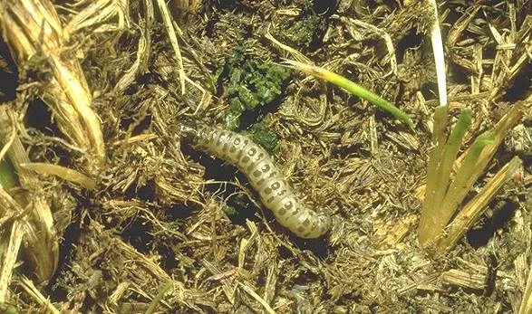 Sod Webworm — photo 2