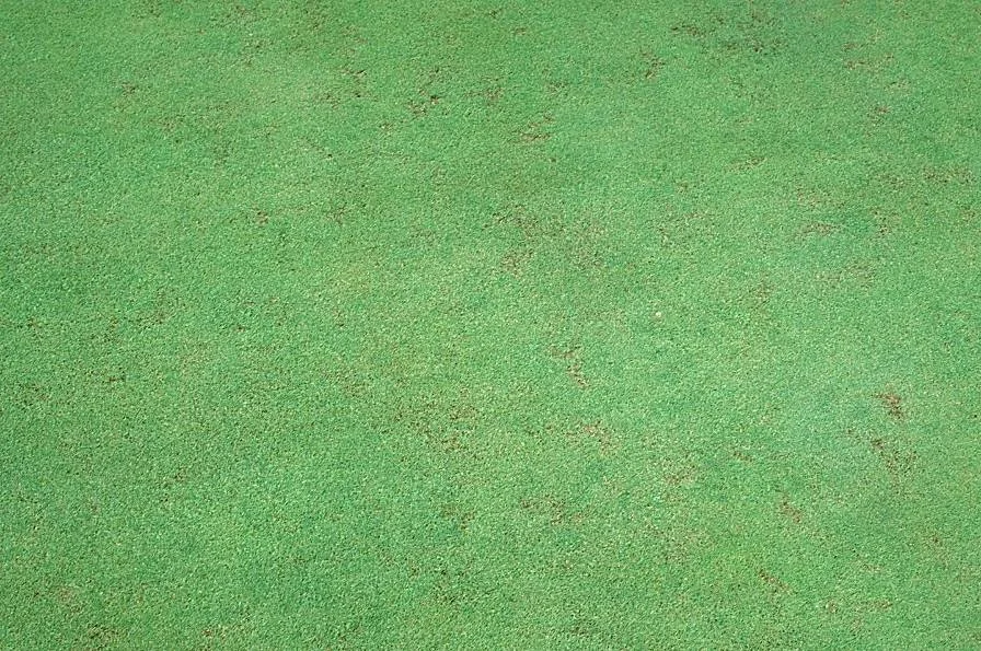 Sod Webworm — photo 4