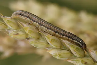 Armyworm in Middle Tennessee