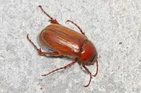 Asiatic Garden Beetle in Middle Tennessee