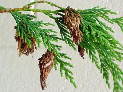 Bagworm in Middle Tennessee