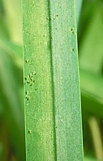 Banks Grass Mite in Middle Tennessee