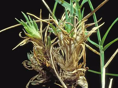 Bermudagrass Mite in Middle Tennessee