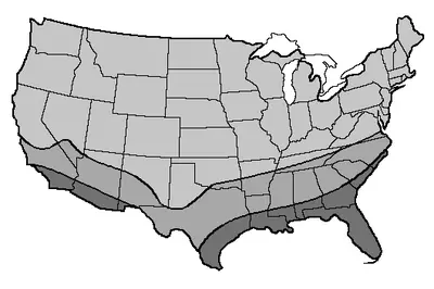 Black Cutworm in Middle Tennessee
