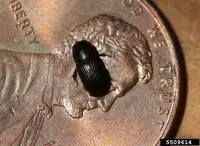 Black Turfgrass Ataenius in Middle Tennessee