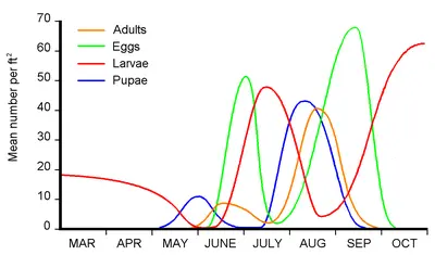 Bluegrass Webworm in Ohio in Middle Tennessee