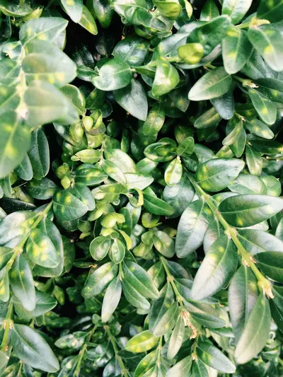 Boxwood Leaf Miner () in Middle Tennessee