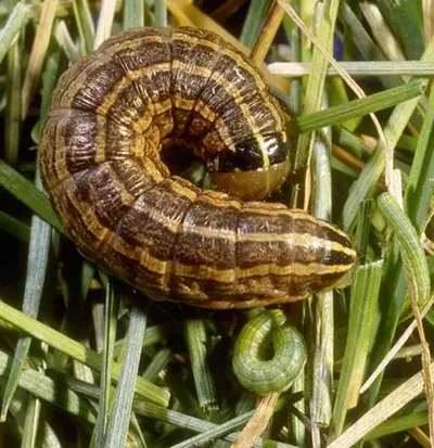 Bronze () in Middle Tennessee