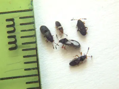 Chinch Bug () in Middle Tennessee