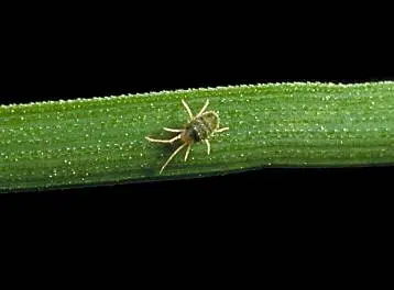 Clover Mite (Bryobia praetiosa Koch) in Middle Tennessee