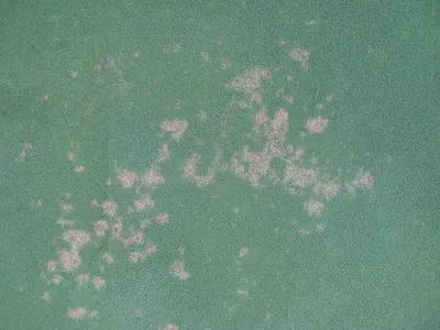 Dollarspot in Middle Tennessee