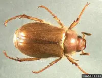 European Chafer in Middle Tennessee