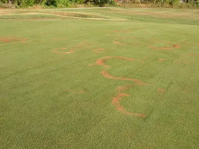 Fairy Ring in Middle Tennessee