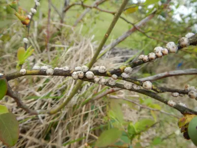 Florida Wax Scale (Creamy, round spots on stems and leaves) in Middle Tennessee
