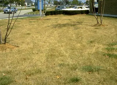 Greenbug Aphid () in Middle Tennessee