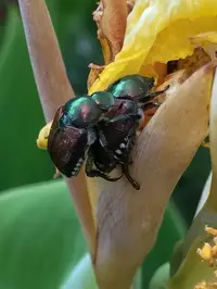 Japanese Beetle in Middle Tennessee