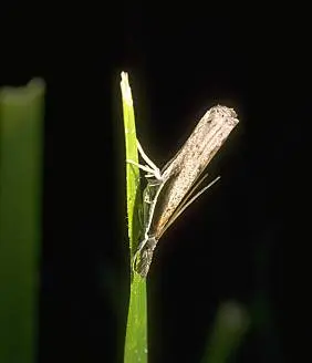 Major Turfgrass Insect Pests () in Middle Tennessee