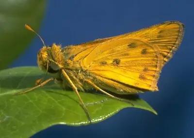 Fiery Skipper () in Middle Tennessee