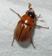 Masked Chafer in Middle Tennessee