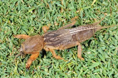 Mole Cricket () in Middle Tennessee