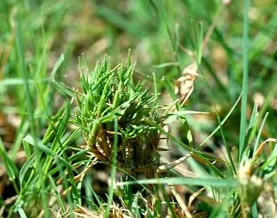 Other Turf Eriophyid Mites () in Middle Tennessee
