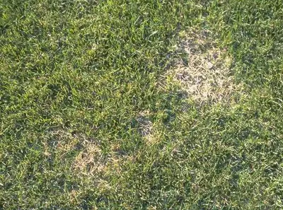 Sod Webworm (Spring damage) in Middle Tennessee