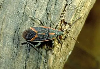 There () in Middle Tennessee