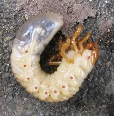 White Grub () in Middle Tennessee