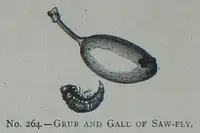 White Grubs in Middle Tennessee