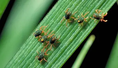 Winter Grain Mite (Penthaleus major (Duges)) in Middle Tennessee